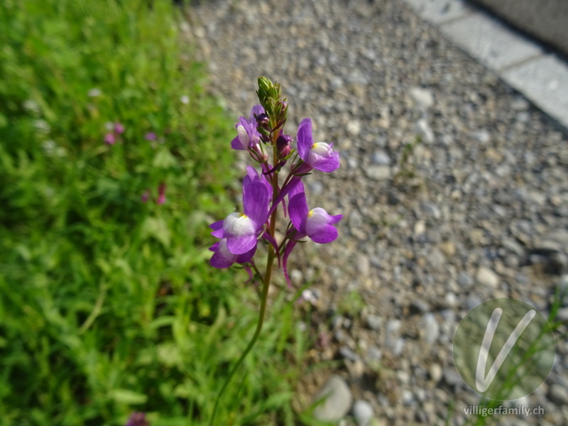 Sommer-Leinkraut: Übersicht